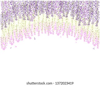 Vector Wisteria Tunnel Violet Pink And White Flower, Fuji Flower