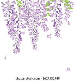 vector wisteria,purple flower in garden,wedding,card,fuji flower