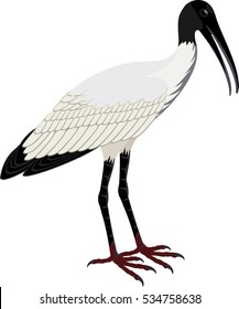 vector Wood stork (Mycteria americana)