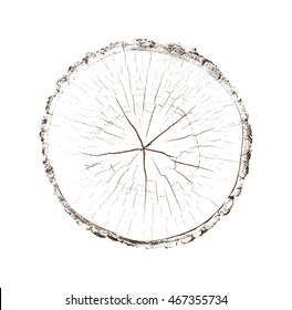 Vector Wood Texture Cross Section Tree Rings Cut Slice Brown Stump Isolated on White Showing Age and Years