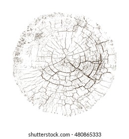 Vector Wood Texture Cross Section with Cracks and Tree Rings. Slice or Stump Isolated on White Showing Age and Years