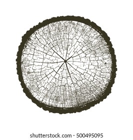 Vector Wood Texture Cross Section Tree Rings Cut Slice Brown Stump Isolated on White Showing Age and Years