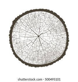 Vector Wood Texture Cross Section Tree Rings Cut Slice Brown Stump Isolated on White Showing Age and Years