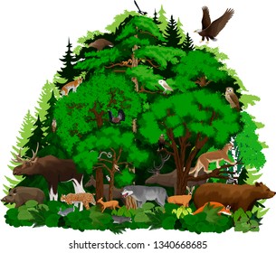 vector woodland forest with animals illustration