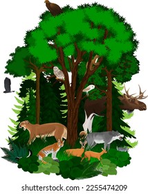 bosque vegetal vectorial con animales: águila, serpiente, puma cugar, ciervos, búho, cometa, alce, lobo, lince, zorrillo, conejo, marten