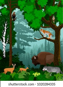 vector woodland green forest trees backlit with bison, wolf, lynx, owl, moose and deers