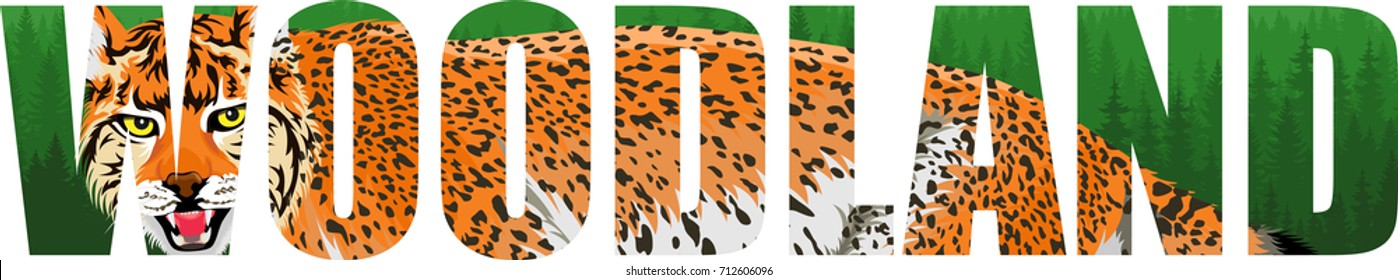 vector woodland illustration with wild lynx