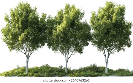 Vector woods trees collection, isolated environmental cutout, trees, nature collection, forest tree, eco friendly design, natural background, sustainable wood, woodland elements