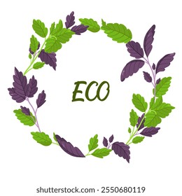 Vector wreath of basil in different colors. Image of fresh greenery from the garden. Healthy food concept. Botanical illustration. Green and purple leaves of greenery.