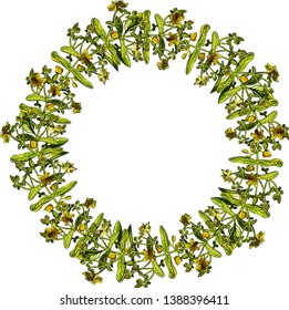 A vector wreath made of hypericum perforatum's shoots