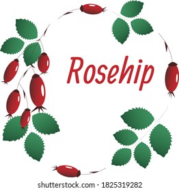 Vector wreath with rosehip: a branch, red berries and green leaves. All elements are isolated