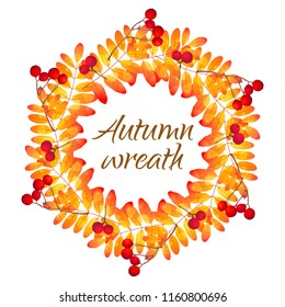 Vector wreath, round frame with autumn watercolor textured rowan leaves and berries isolated on white background.