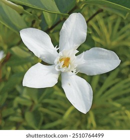 vector Wrightia antidysenterica flower illustration template