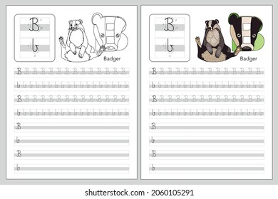 Vector writing letter B worksheet with Badger. Black and white and colorful book. Writing A-Z English alphabet with animals for coloring. Exercises lettering game for kids.