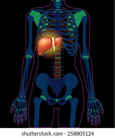 Vector x ray liver infographics banner illustration
