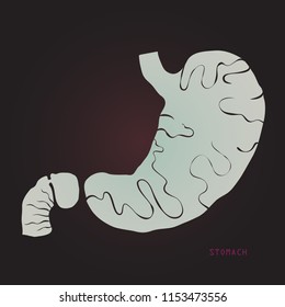 Vector x-ray like illustration of an anatomical stomach for anatomical demonstration and any kind of card of flyers