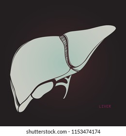 Vector x-ray like illustration of an anatomical liver for anatomical demonstration and any kind of card of flyers