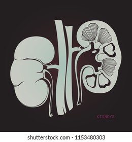 Vector x-ray like illustration of an anatomical kidneys for anatomical demonstration and any kind of card of flyers