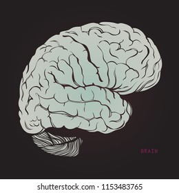 Vector x-ray like illustration of an anatomical brain for anatomical demonstration and any kind of card of flyers