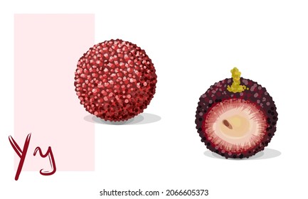 Vector yangmei illustration. Fruit and berry set. Red juicy asian bayberry. Realistic hand drawn isolated object look like a litchi 