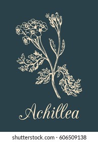 Vector yarrow illustration. Hand drawn Achillea branch sketch. Milfoil plant background. Nosebleed officinalis, medicinal, cosmetic herb logo, label etc.