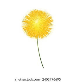 Vector yellow allium flower on white background.