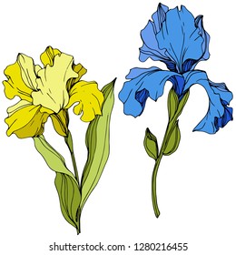 Vector Yellow and blue iris floral botanical flower. Wild spring leaf wildflower isolated. Engraved ink art. Isolated iris illustration element.