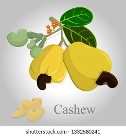 vector yellow cashew on white background,vector cashew nut