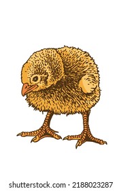 Vector yellow chick isolated on white, color illustration. International egg day graphical element