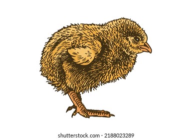 Vector yellow chick isolated on white, color illustration. International egg day graphical element