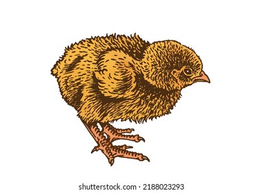 Vector yellow chick isolated on white, color illustration. International egg day graphical element