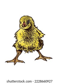 Vector yellow chick isolated on white, color illustration. International egg day graphical element