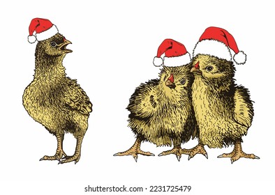Vector yellow chicks in Santa Claus red hats isolated on white, color illustration. Christmas graphical elements