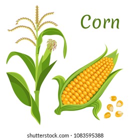 Vector yellow corn with green leaves and grains isolated on white background. Bright illustration of fresh vegetable in flat style. Icon, sticker, label, poster.
