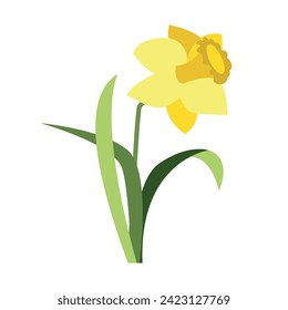 Flores daffodil amarillas vectoriales con hojas aisladas en blanco. Caricatura de las primeras flores de primavera en la línea usada para la revista, afiche, páginas web. 8 de marzo. Día de la mujer.