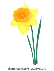 Vector yellow daffodils isolated on a white background. Clip art for a bright holiday greeting card, poster, banner. Early spring garden flower of narcissuses.