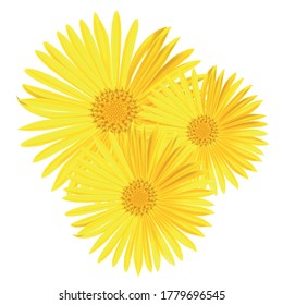 Vector yellow daisy flower isolated on white background. Spring-yellow chamomile