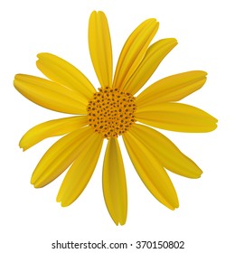 Vector yellow flower illustration