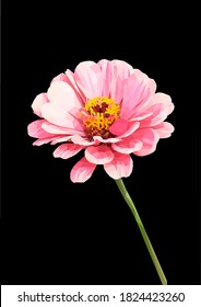 Vector yellow flower isolated on black background. Bright sunny summer detailed and accurate design in low poly style. Floral design element.
