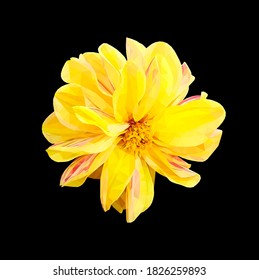 Vector yellow flower isolated on black background. Bright sunny summer detailed and accurate design in low poly style. Floral design element.