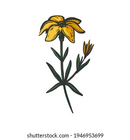 Vector yellow flower isolated on white background.