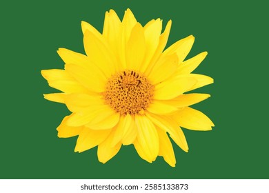 Vector yellow flower and natural