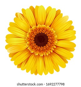 Vector Yellow Gerbera isolated on white background