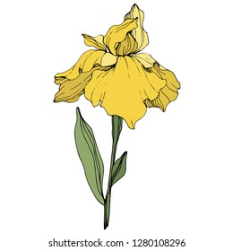 Vector Yellow iris. Floral botanical flower. Wild spring leaf wildflower. Engraved ink art. Isolated iris illustration element.