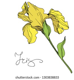 Vector Yellow iris floral botanical flower. Wild spring leaf wildflower isolated. Engraved ink art. Isolated irises illustration element.