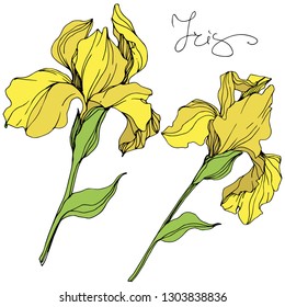 Vector Yellow iris floral botanical flower. Wild spring leaf wildflower isolated. Engraved ink art. Isolated irises illustration element.