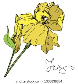 Vector Yellow iris floral botanical flower. Wild spring leaf wildflower isolated. Engraved ink art. Isolated irises illustration element.
