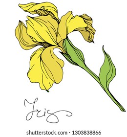 Vector Yellow iris floral botanical flower. Wild spring leaf wildflower isolated. Engraved ink art. Isolated irises illustration element.