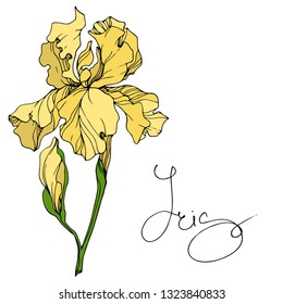 Vector Yellow Iris floral botanical flower. Wild spring leaf wildflower isolated. Engraved ink art. Isolated iris illustration element.