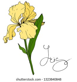 Vector Yellow Iris floral botanical flower. Wild spring leaf wildflower isolated. Engraved ink art. Isolated iris illustration element.